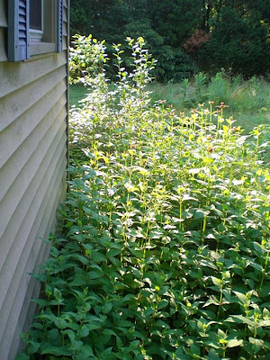 Bee Balm Countdown – Day 12