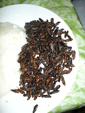 Close-up of bug feast