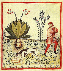 Mandragora officinarum (Mandrake)