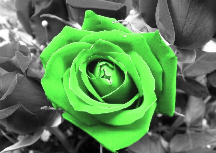 Красные розы через зеленое стекло. Бело зеленые розы.