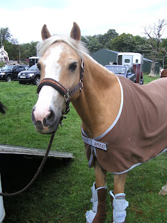 classifieds ayr riding club pony