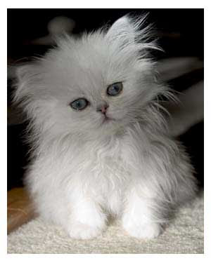 Anak Kucing Persia Putih
