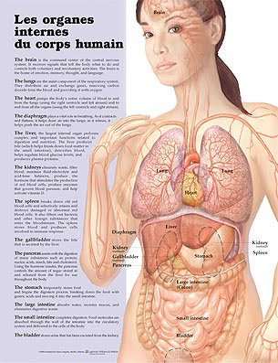 Planche anatomique organes internes
