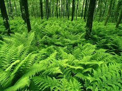 nature desktop wallpapers background forest greenery fern plant shade plants el forrest cool