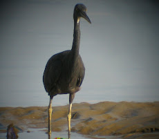 Pacific Egret - Grey Form