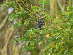 Chesnut Cheeked Starling-Sturnus phillipines