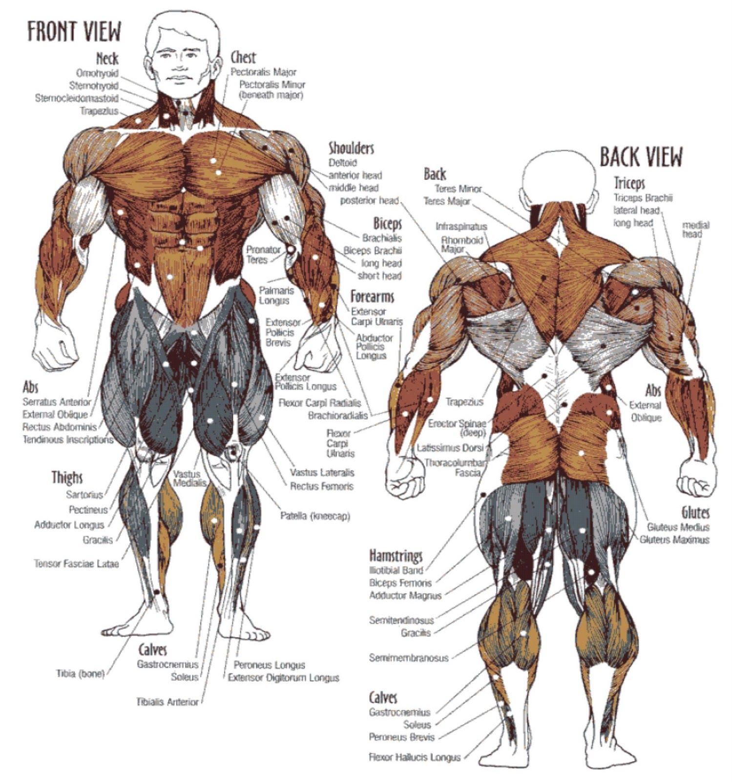 Pumping Metals Stronglifters: Bodybuilding in Explicit.