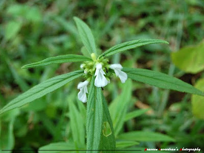 Fun & Info @ Keralites.net