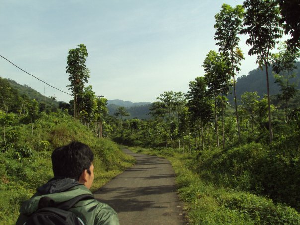 Road to hilly plantation