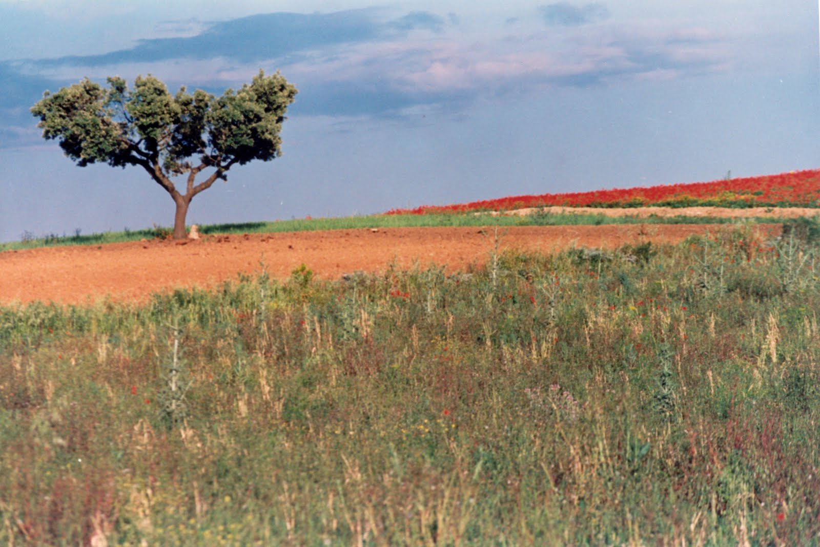 [felizarda,+nº+30.jpg]
