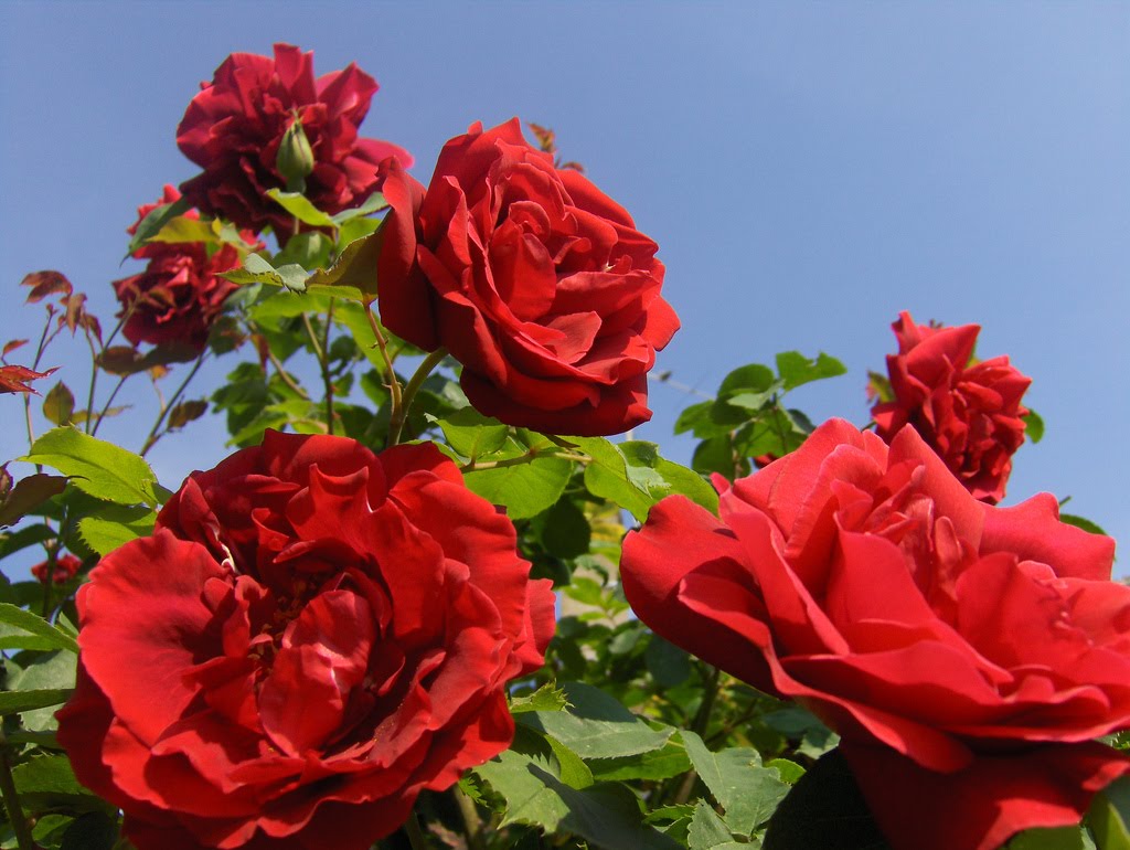 Ewallpics: 30 Beautiful Red And Blue Rose Flower Wallpapers Upto 1920x1200