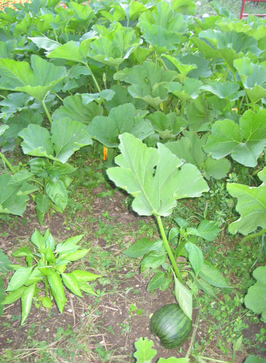 notstraight gardens How to Grow Pumpkins with Companion Planting
