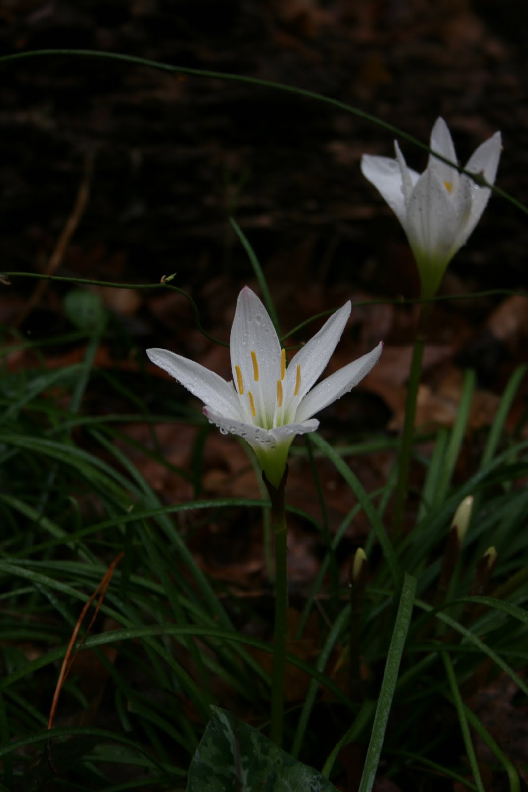 Native Florida Wildflowers Atamasco Rainlily Zephyranthes atamasca