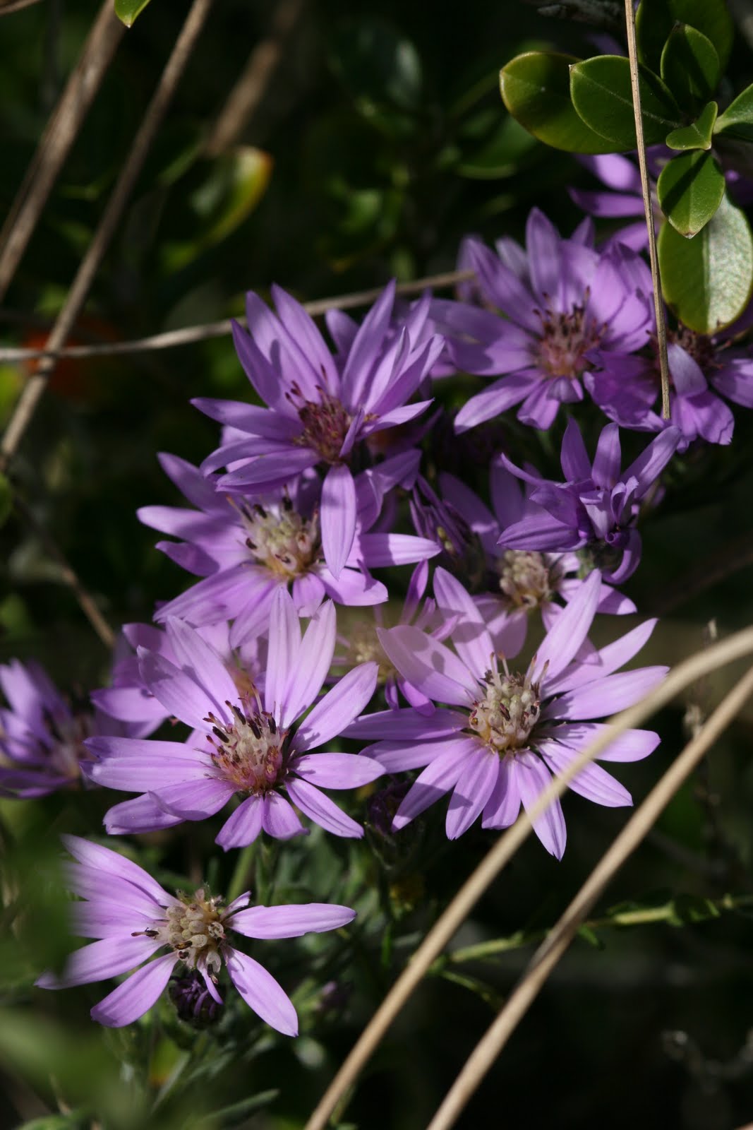 Native Florida Wildflowers Eastern Silver Aster Part 2