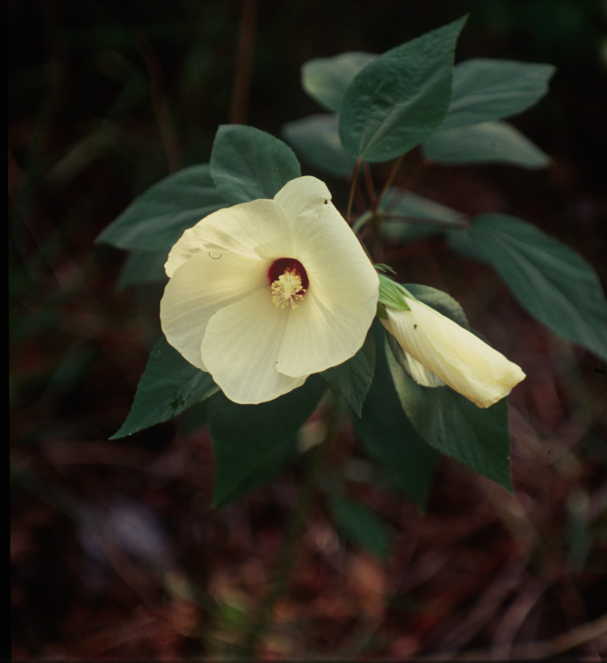 Native Florida Wildflowers Rosemallow Hibiscus moscheutos