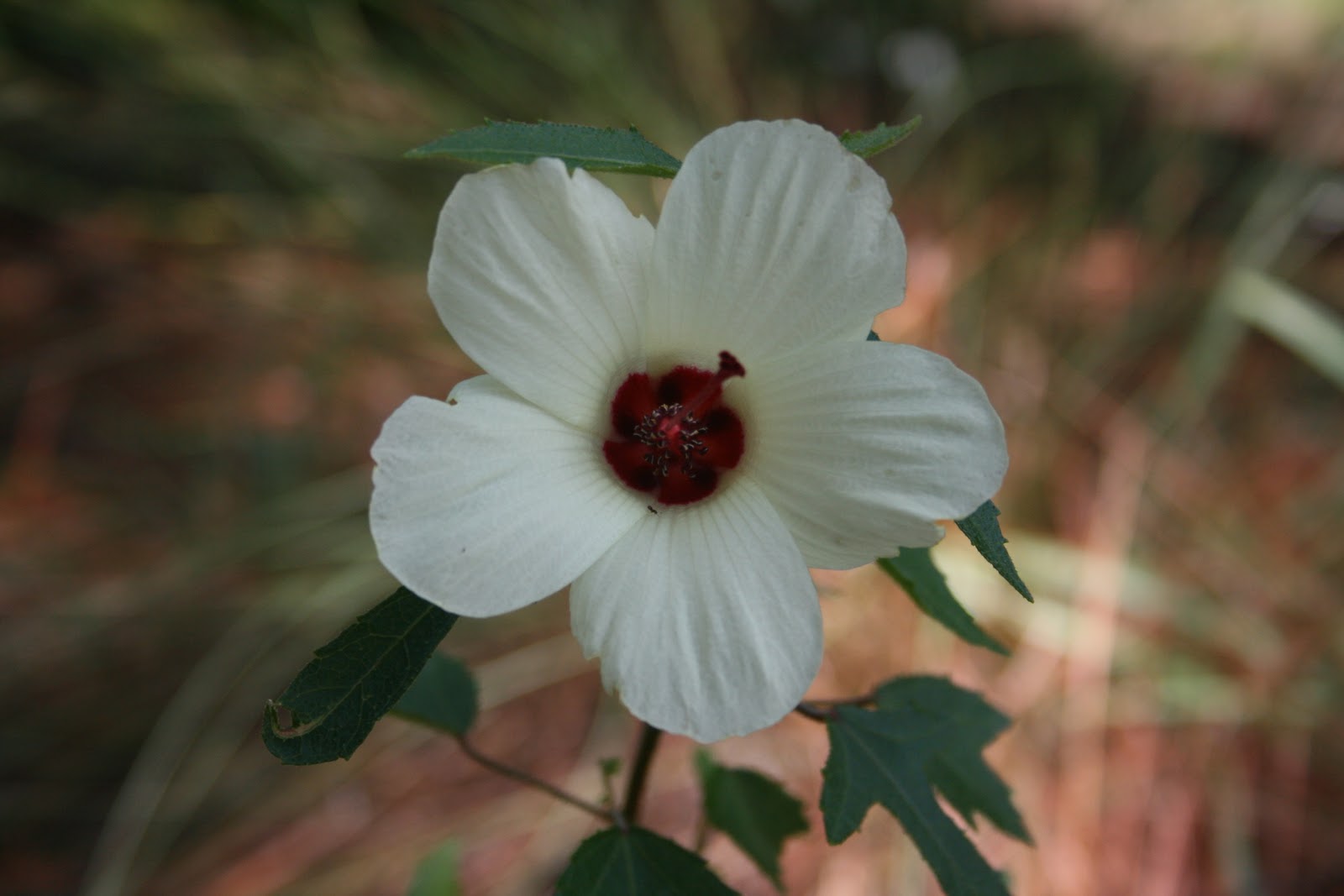 Native Florida Wildflowers: Pineland Hibiscus - Hibiscus aculeatus