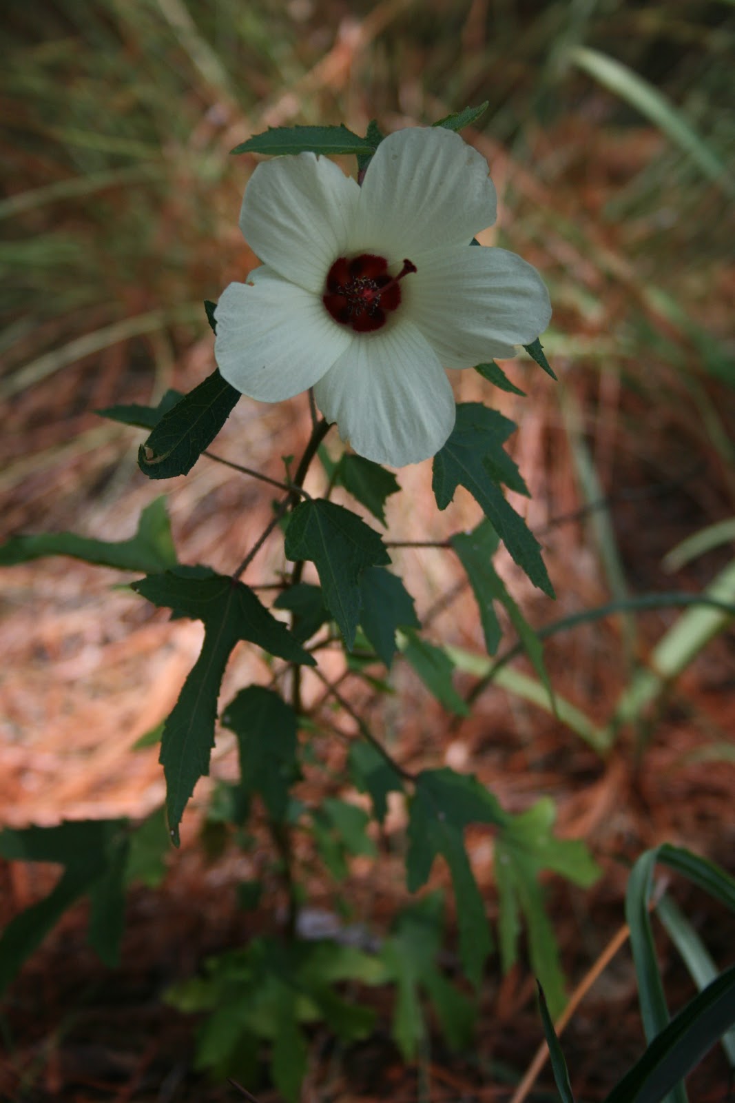 Native Florida Wildflowers: Pineland Hibiscus - Hibiscus aculeatus