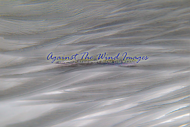 Against The Wind Images' Portfolio