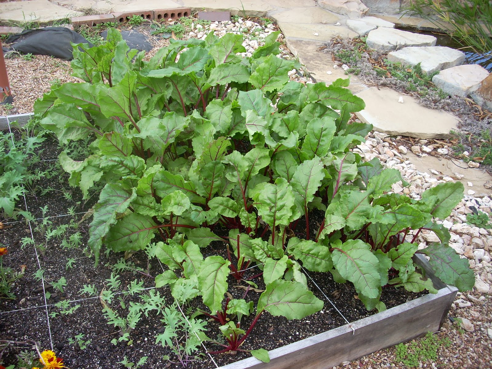 A Casa A gardening and lifestyle blog Heirloom Beets