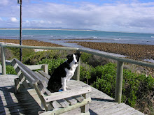 Chinzi on bench