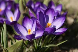 february flower birth flowers spring violet month crocus primrose landscape early field bloom purple dream michigan winter violets tattoos happy