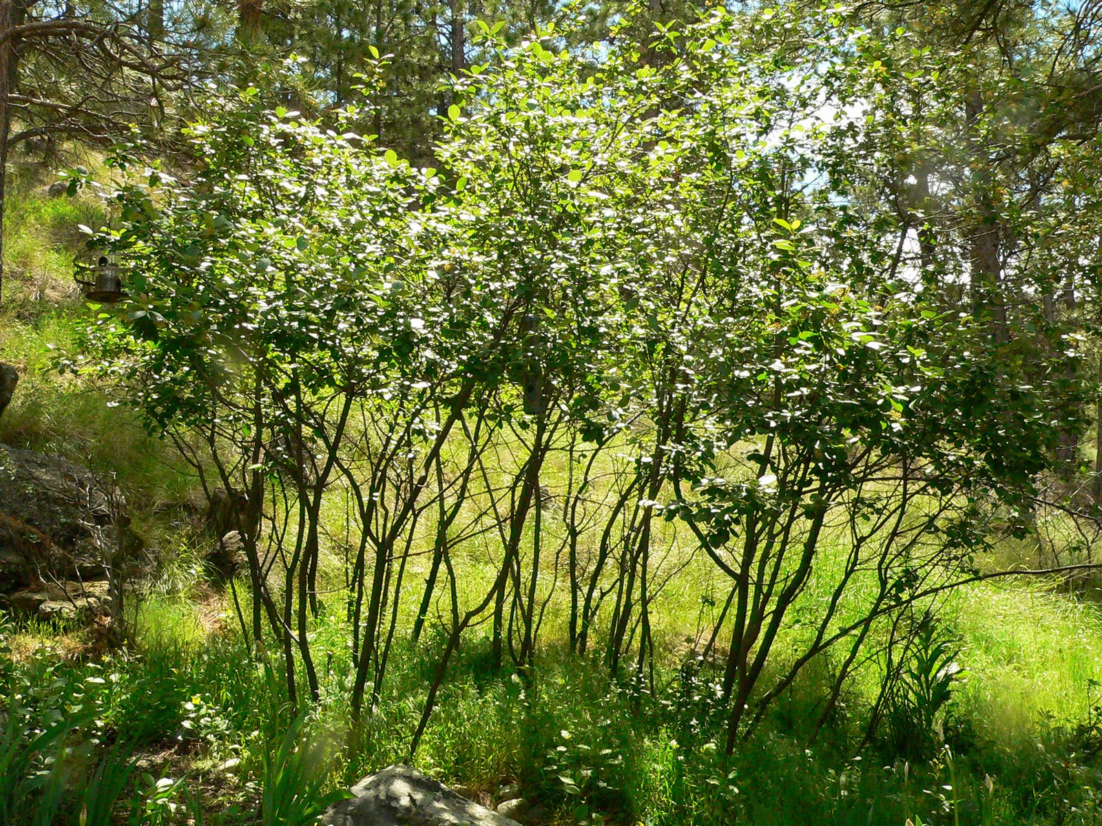 Living and Dyeing Under the Big Sky Chokecherry Inspiration