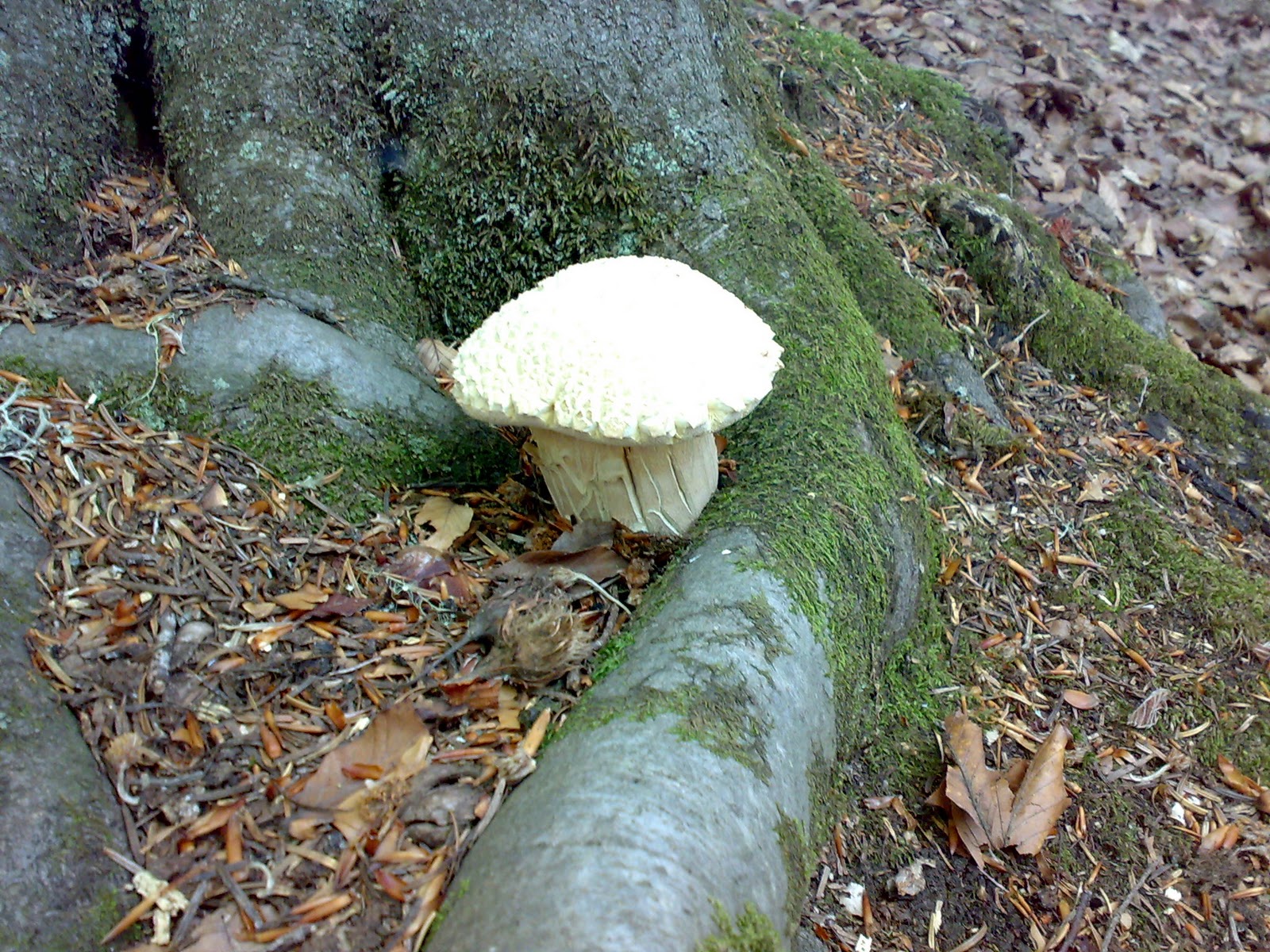 MICOLOGIA E DINTORNI "PORCINI BIANCHI"