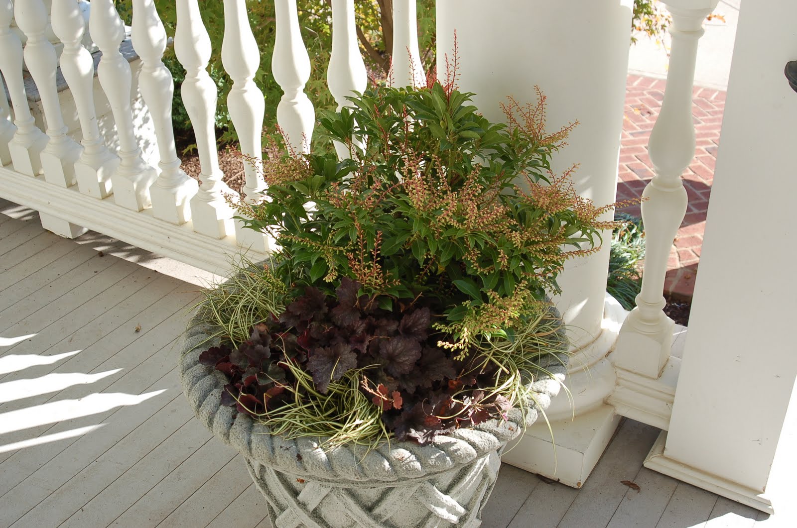 Bwisegardening Day 37 Pieris Japonica Is As Exotic As It Sounds