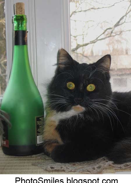 фото проснись и пой заткнись и спи. прикольные кошки с надписями. хозяин просыпайся. просыпайся мой хозяин я. просыпайся мой хозяин я.