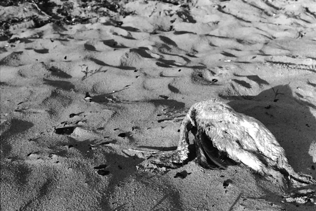 Dissertation youth 08 picture