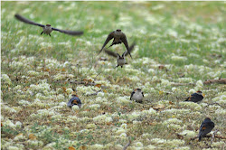 birds flying low signalling rain 8