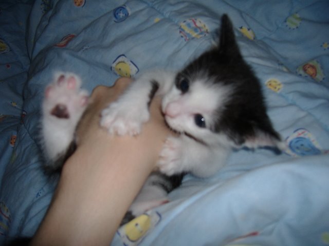 [All_Kitty_Pics_103.jpg]