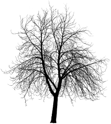 tree silhouette trees dead clip silhouettes clipart leaves dry creepy simple library painting transparent 2009 falling visualizing giving tattoos limes
