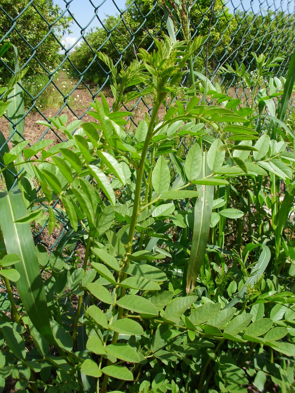 NATURALEZA VERDE DEL LEGOLAS: Regaliz, Paloduz, Orozuz, Palo dulce ...