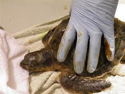 Turtle Covered in Oil