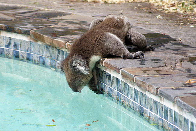 [Koala.pool..jpg]