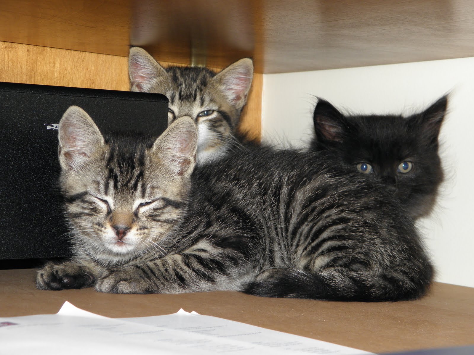 Tails from the Foster Kittens Kittens at work