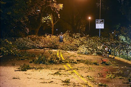 [alg_central_park_storm_damage.jpg]