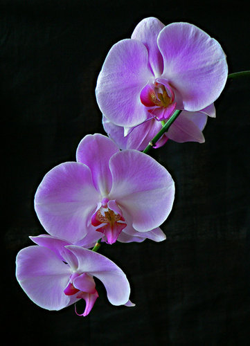 [orquideas2.jpg]