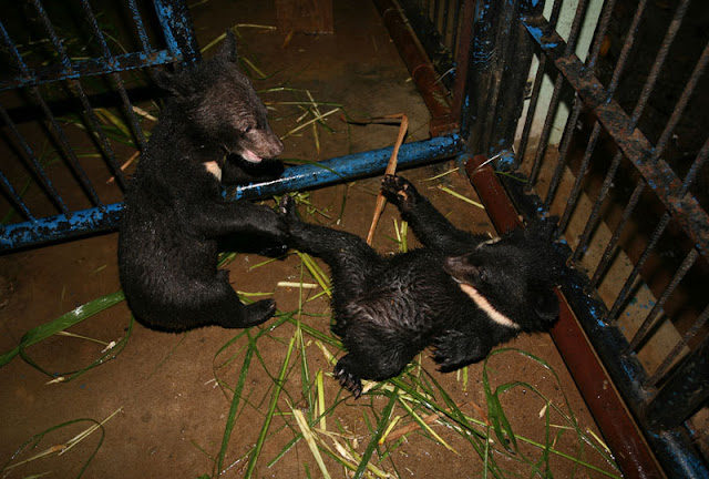 Bear Rescue Center Laos