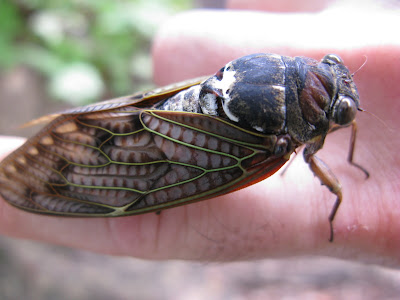 A cicada in the hand.