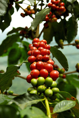 櫻桃般鮮紅欲滴的咖啡生豆