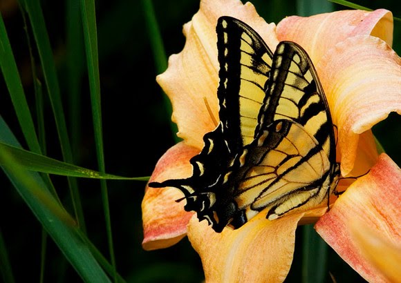 [Tiger+swallowtail+on+a+day+lily.jpg]