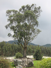 Ärbol sobre piedra