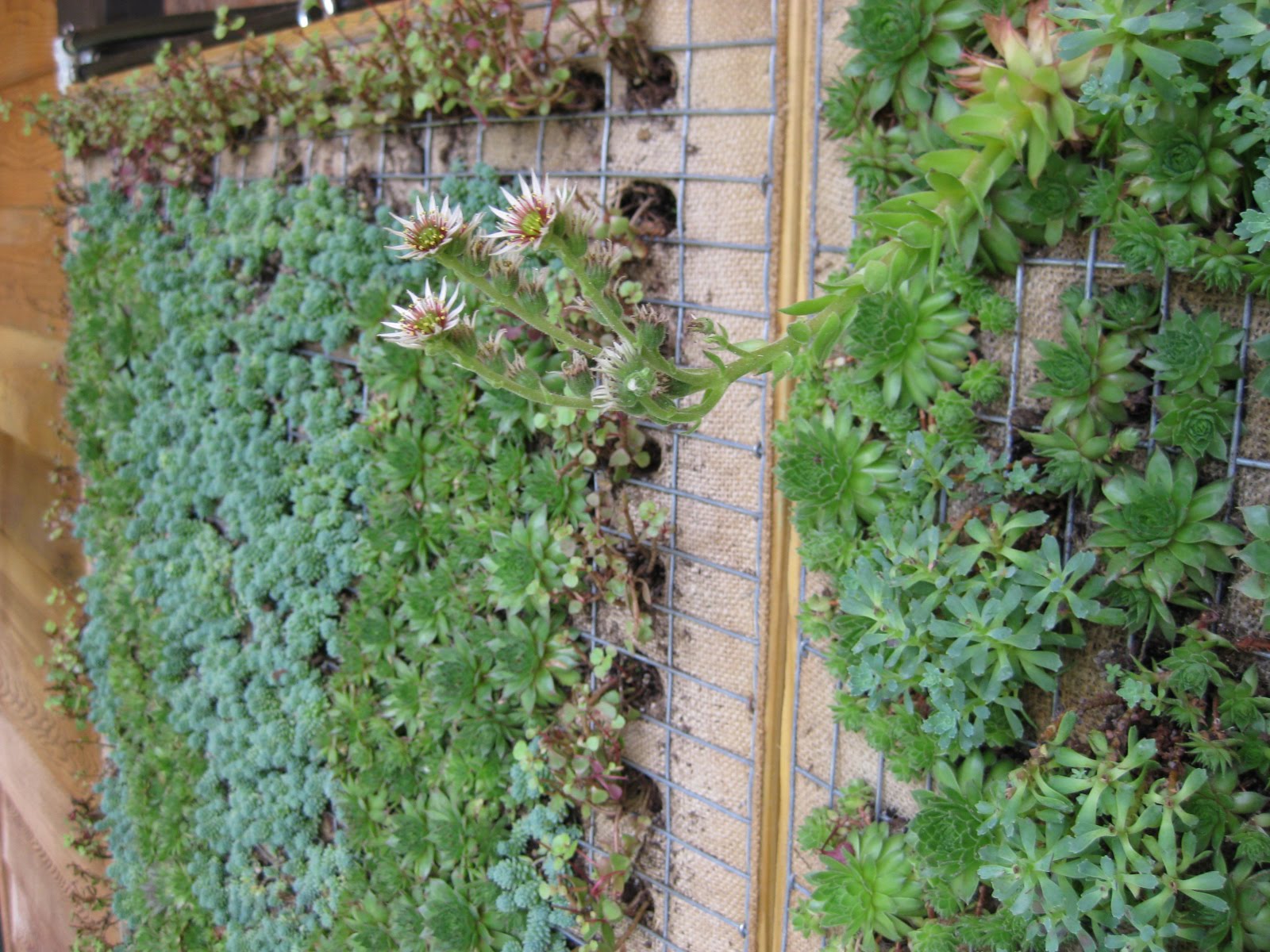 Victoria Gardens Growing Up Vertical Planting