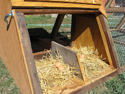 tractor chicken durango