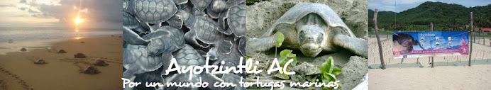 Ayotzintli AC: Por un mundo con tortugas marinas