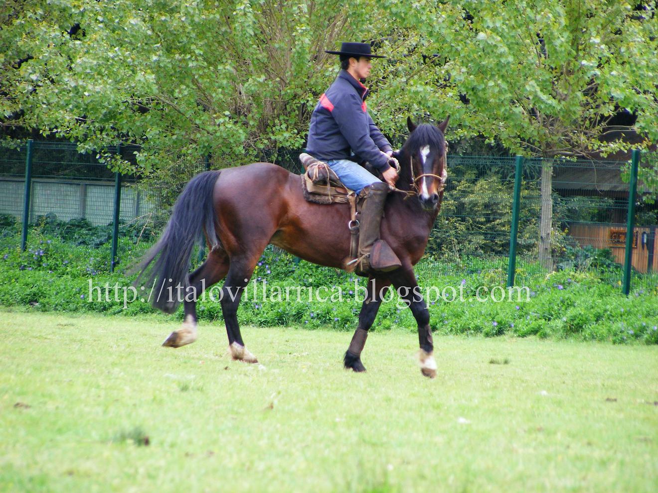 italo_chileno: Preparación de Potro para Rodeo.
