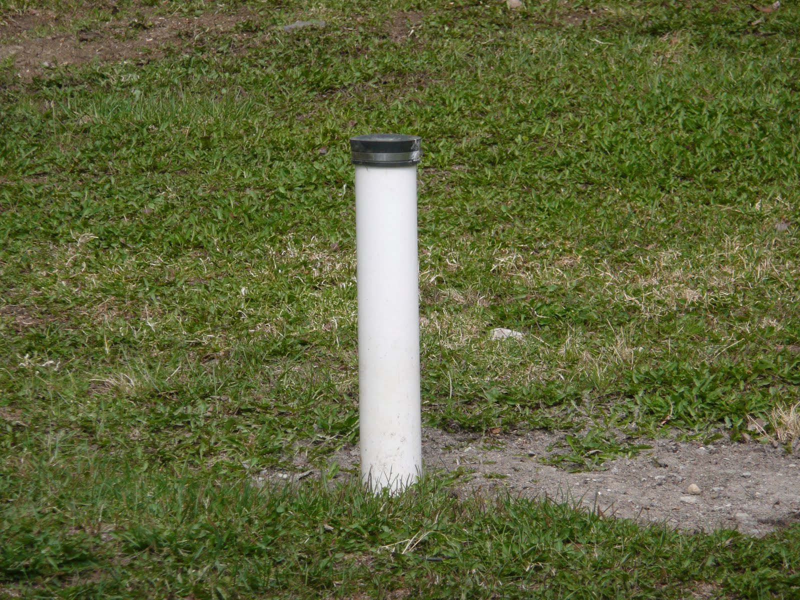 Moose In My Yard Oh won't you please, please help me....