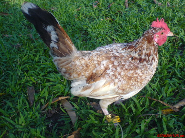 Fighting Cock Encyclopedia